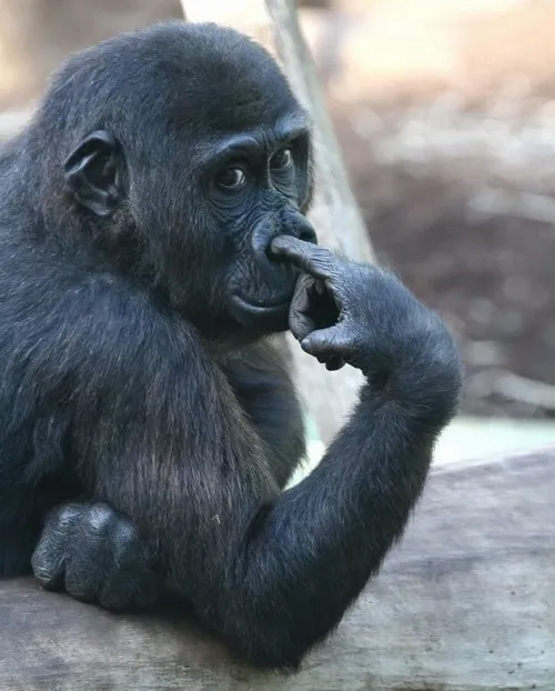 Meme khỉ dơ tay, biểu cảm “xin phát biểu cảm nghĩ”