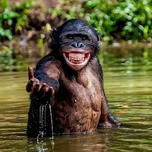 Ảnh chế khỉ cầm điện thoại, trend meme chat TikTok