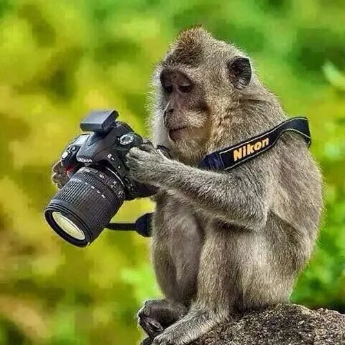 Ảnh troll khỉ chấm hỏi, biểu cảm “não bé overloaded”