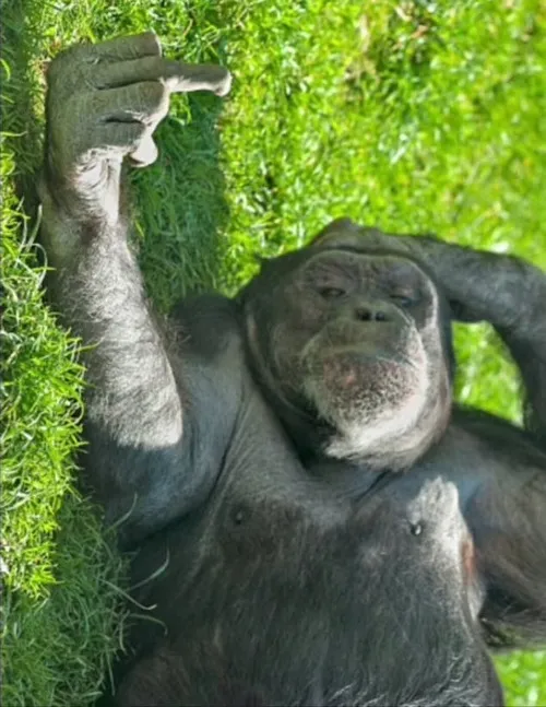 Ảnh vui khỉ béo, biểu cảm đáng yêu quá mức