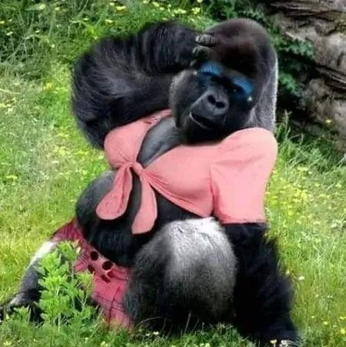 Meme khỉ bựa, kiểu troll bạn bè chất phát ngất