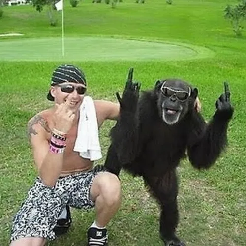 Ảnh chế khỉ bắt chí, biểu cảm tỉ mỉ cực vui