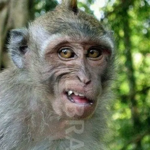 Ảnh troll khỉ anh 2025, trend hài tương lai mạng