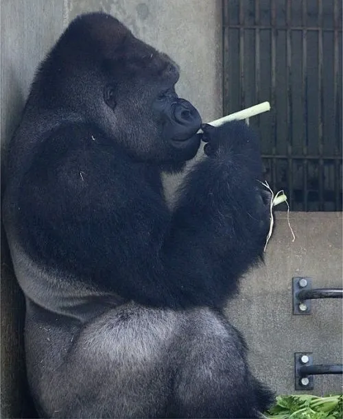 Hình chế khỉ nghĩ ra, kiểu “ờ ha đúng ghê”