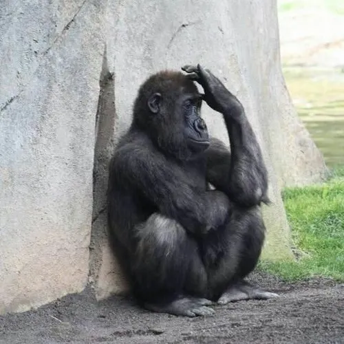 Ảnh chế khỉ teo não, dân mạng bình luận cười lăn