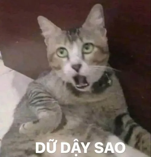 Ảnh troll cười khinh bủy cay độc