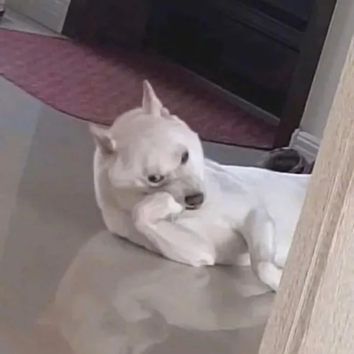 Ảnh chế kiểu nhìn dửng dưng khó chịu