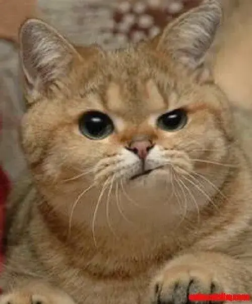 Hình chế mèo gương mặt trơ trơ như tượng đá