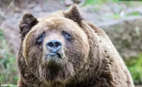 Ảnh troll gấu nâu ánh mắt vô hồn suy nghĩ