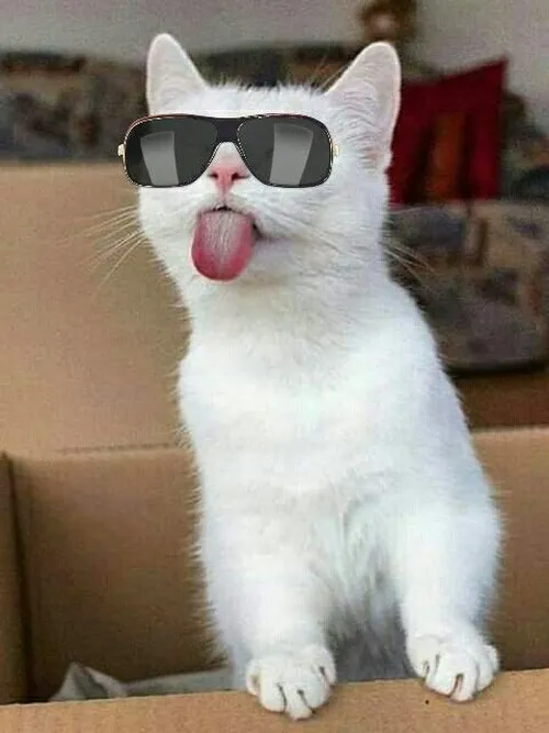 Cách meme lêu lêu biến cuộc trò chuyện nhàm chán thành rộn ràng