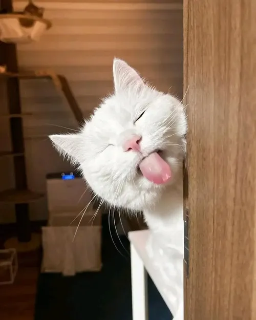 74 Loạt 82 Meme Lêu Lêu hài hước thể hiện phong cách chọc quê cà khịa tinh nghịch