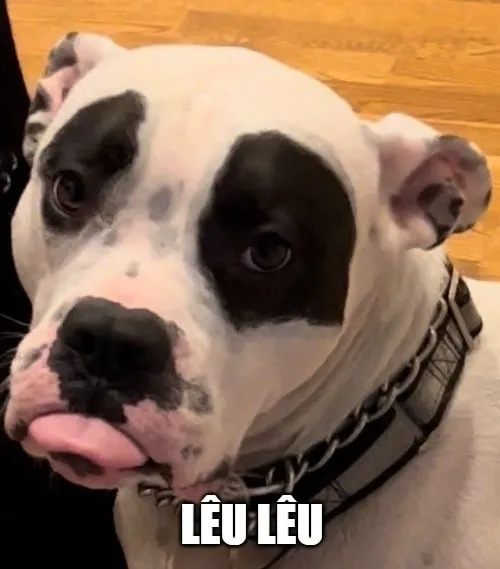 Meme chế chó lêu lêu thể hiện hành động trêu chọc vui nhộn.