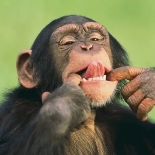 Ảnh vui con khỉ lưỡi thè ra mô phỏng cách trêu bạn thân.