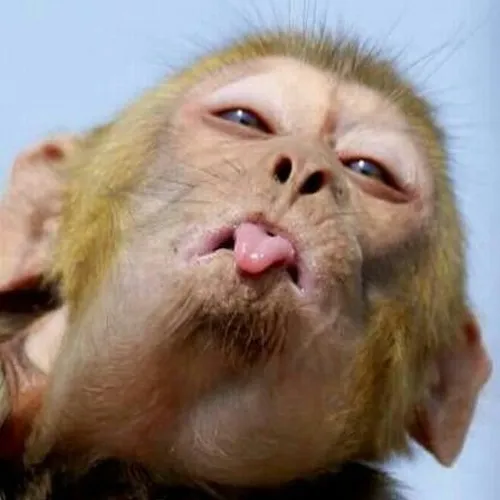 Hình troll pha trò giữa bạn bè tạo vibe vui.