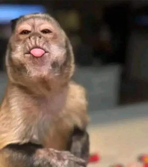 Meme hài khỉ nhỏ châm biếm nhẹ nhưng vẫn thân thiện.