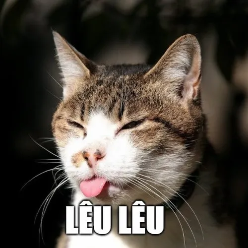 Ảnh meme lêu lêu mèo lan truyền mạnh