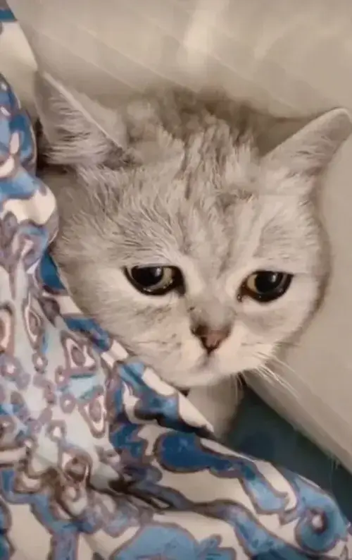 Meme hài mèo phụng phịu cực trend.