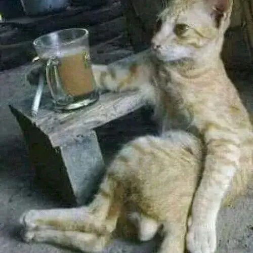 Hình chế mèo dỗi nhìn phát thương.