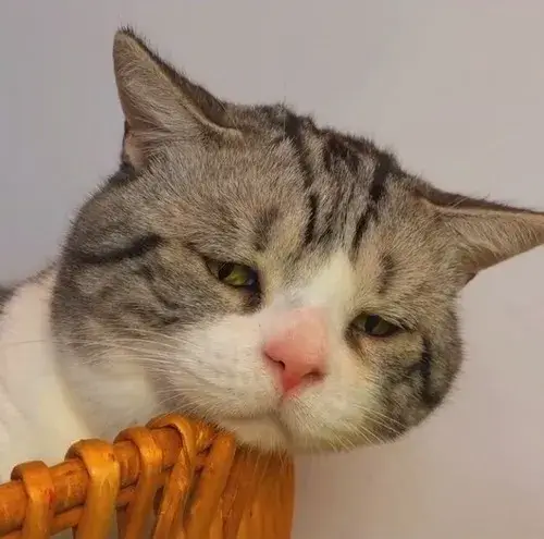 Ảnh troll mèo dỗi khiến ai xem cũng cười.