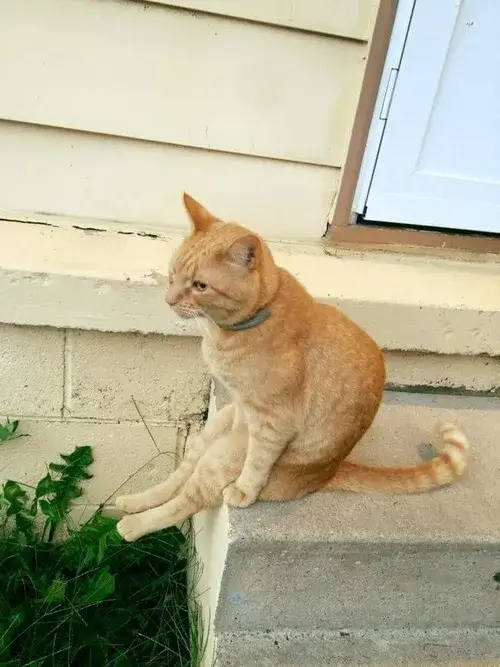 Hình chế mèo hờn dỗi nhìn thương quá.