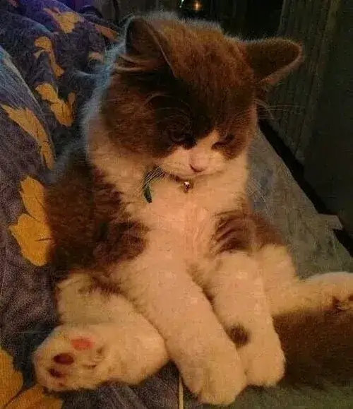 Ảnh chế mèo phụng phịu đáng yêu mê ly.