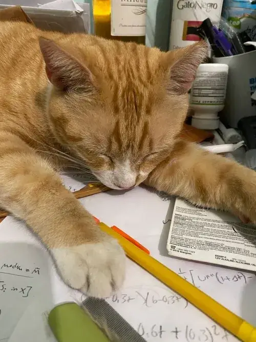 Mèo ngủ say ngon giấc và những caption khiến dân mạng cười nghiêng ngả