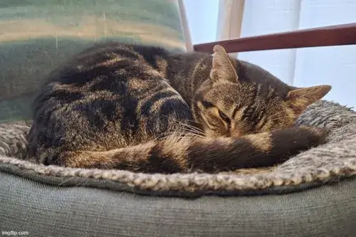 Meme mèo ngủ say hài hước mô tả hội lười biếng đáng yêu nhất mạng