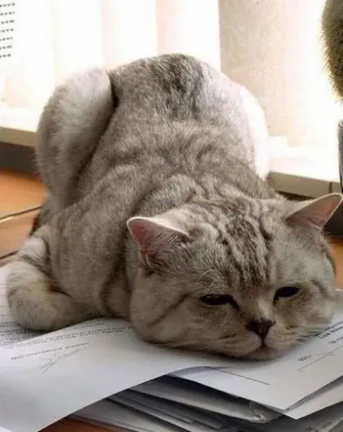 Meme mèo ngủ chảy nước miếng lên bàn