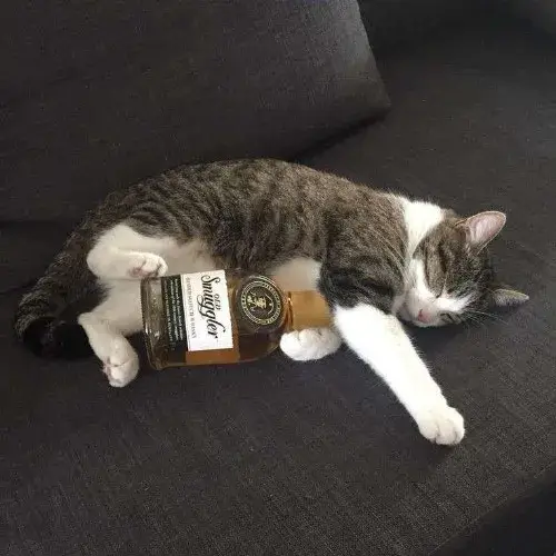 Tuyển chọn meme mèo ngủ ngáy đáng yêu, nhìn là muốn ngủ theo