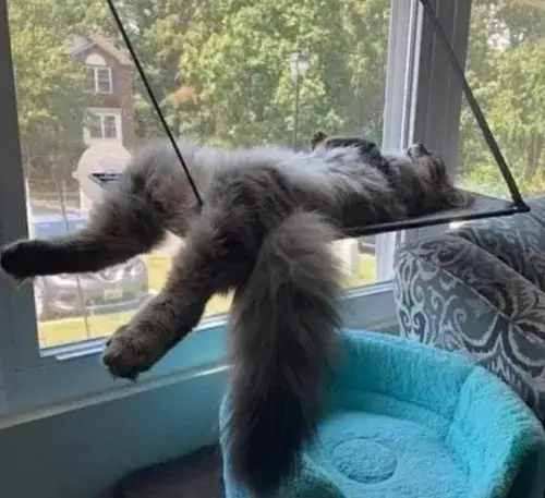 Meme mèo ngủ chế cực vui – chân dung kẻ lười hạnh phúc