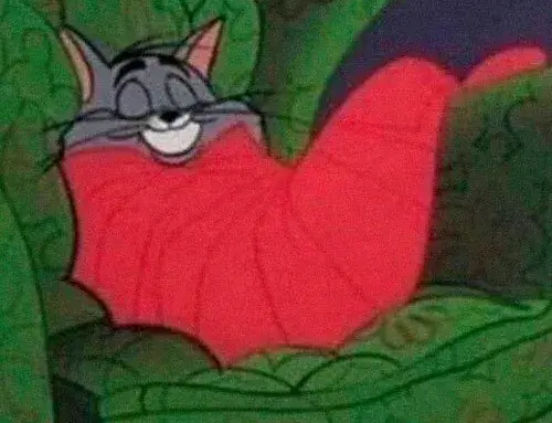 Bộ ảnh meme mèo ngủ đáng yêu pha chút lười lười khó cưỡng