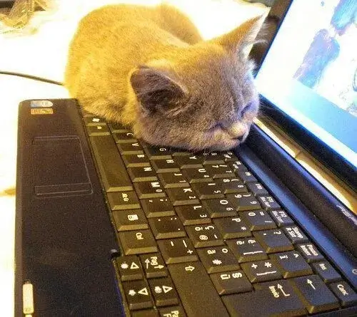 Khi giấc ngủ ngon của boss trở thành nguồn cảm hứng ảnh chế