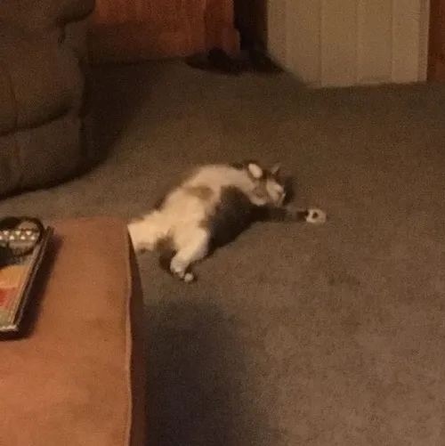 Meme mèo ngủ hot trend 2025 khiến ai xem cũng mỉm cười