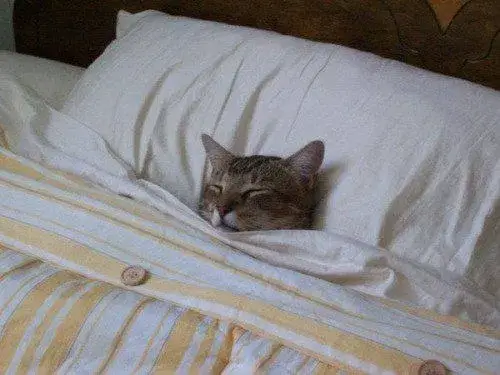 Ảnh vui mèo lim dim cùng caption “đời là giấc mơ”.