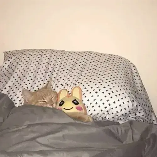 Ảnh troll mèo ngủ cuộn chăn kiểu “boss mệt rồi”.