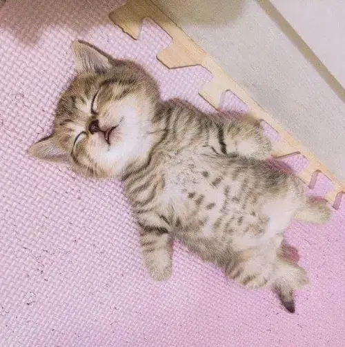 Tại sao meme mèo ngủ say khiến ai cũng thấy mình trong đó