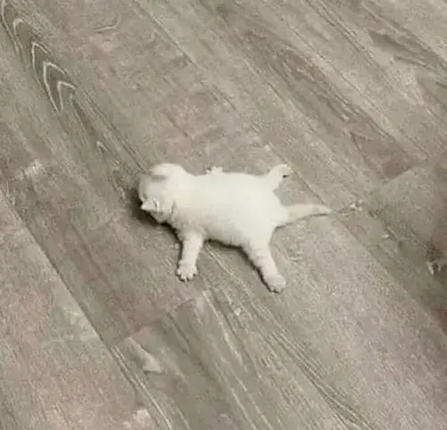 Meme chế mèo lười ngủ gật trên bàn học sinh.