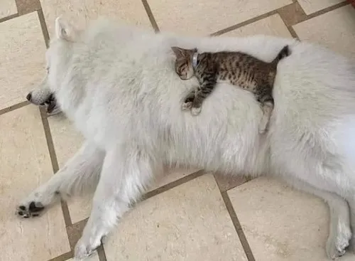 Hình chế mèo ngủ say, caption “kệ deadline, ngủ đã”.