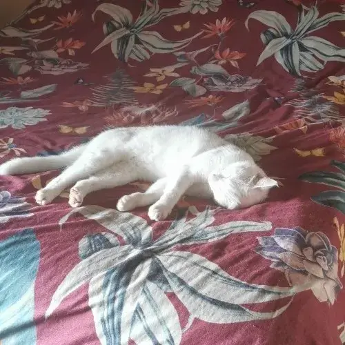 Mèo lười ngủ ngon giữa bàn phím và cơn bão deadline ngoài kia