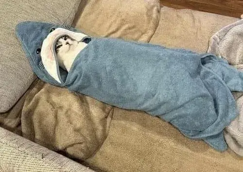 Ảnh chế mèo ngủ say: từ biểu cảm ngáp dài đến meme triệu like