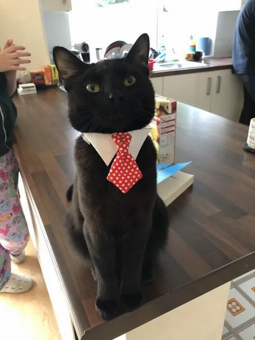 Meme chế quý ông thể hiện gu thời trang cổ điển