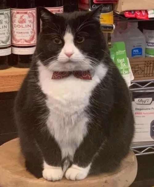 Hình chế quý ông gắn với suit, rượu vang, xì gà