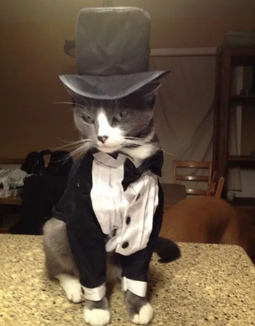 Hình chế quý tộc tạo cảm giác sang trọng đẳng cấp