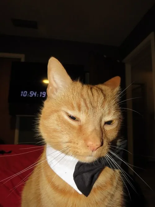 Ảnh troll quý ông mang ánh mắt sâu, nụ cười nhẹ