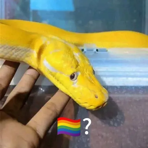 Ảnh vui con rắn vàng lè lưỡi phản ứng comment