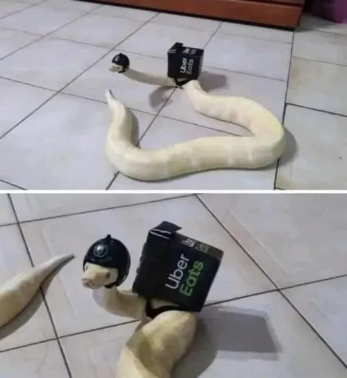 Meme hài biểu cảm rắn ngáo mà cuốn cực