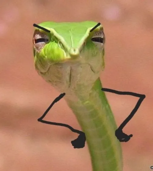 Ảnh chế rắn cười gian tạo trend bình luận