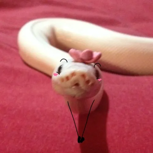 Meme chế rắn lè lưỡi lan khắp TikTok