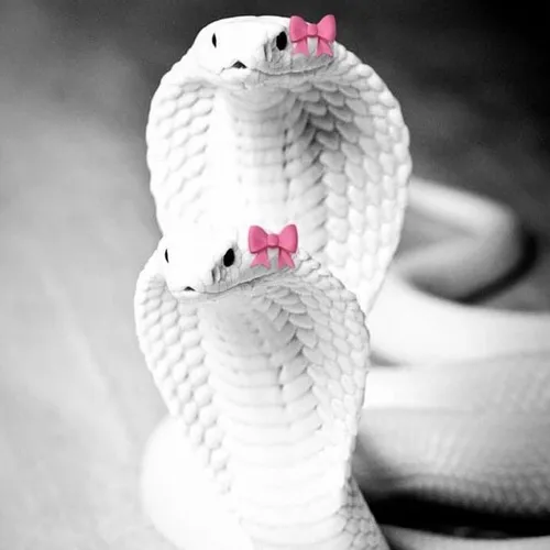 Meme hai con rắn hổ mang trắng: lạnh lùng, mưu mẹo và cuốn hút đến lạ