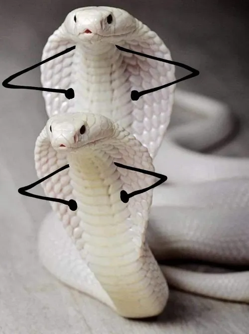 Meme chế 2 con rắn hổ mang ngóc đầu chống nạnh